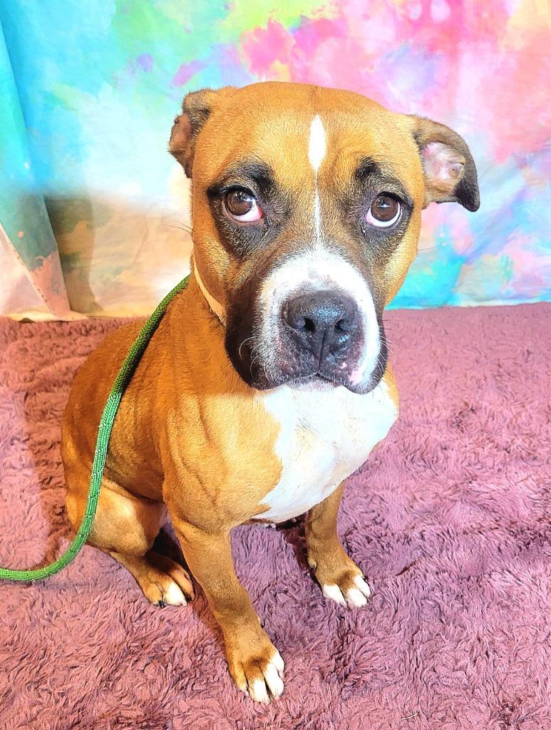 Enlarge LAYLA, a Adoptable mixed breed in Wintersville, OH image 4/4