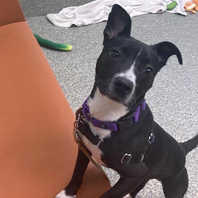 Enlarge CANTINA, a Adoptable mixed breed in Methuen, MA image 1/1