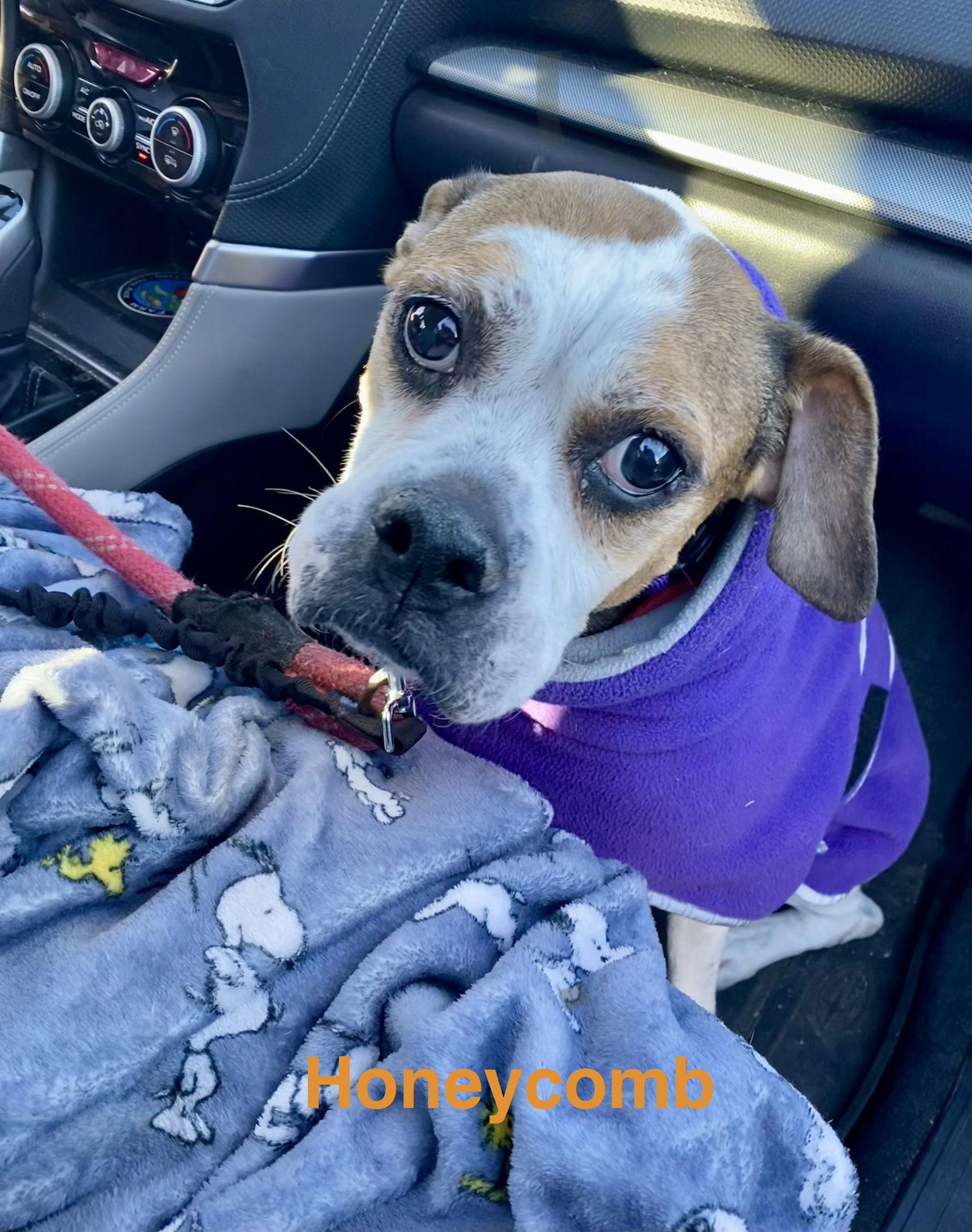 Enlarge Honeycomb, a Adoptable Boxer in Monticello, NY image 1/3