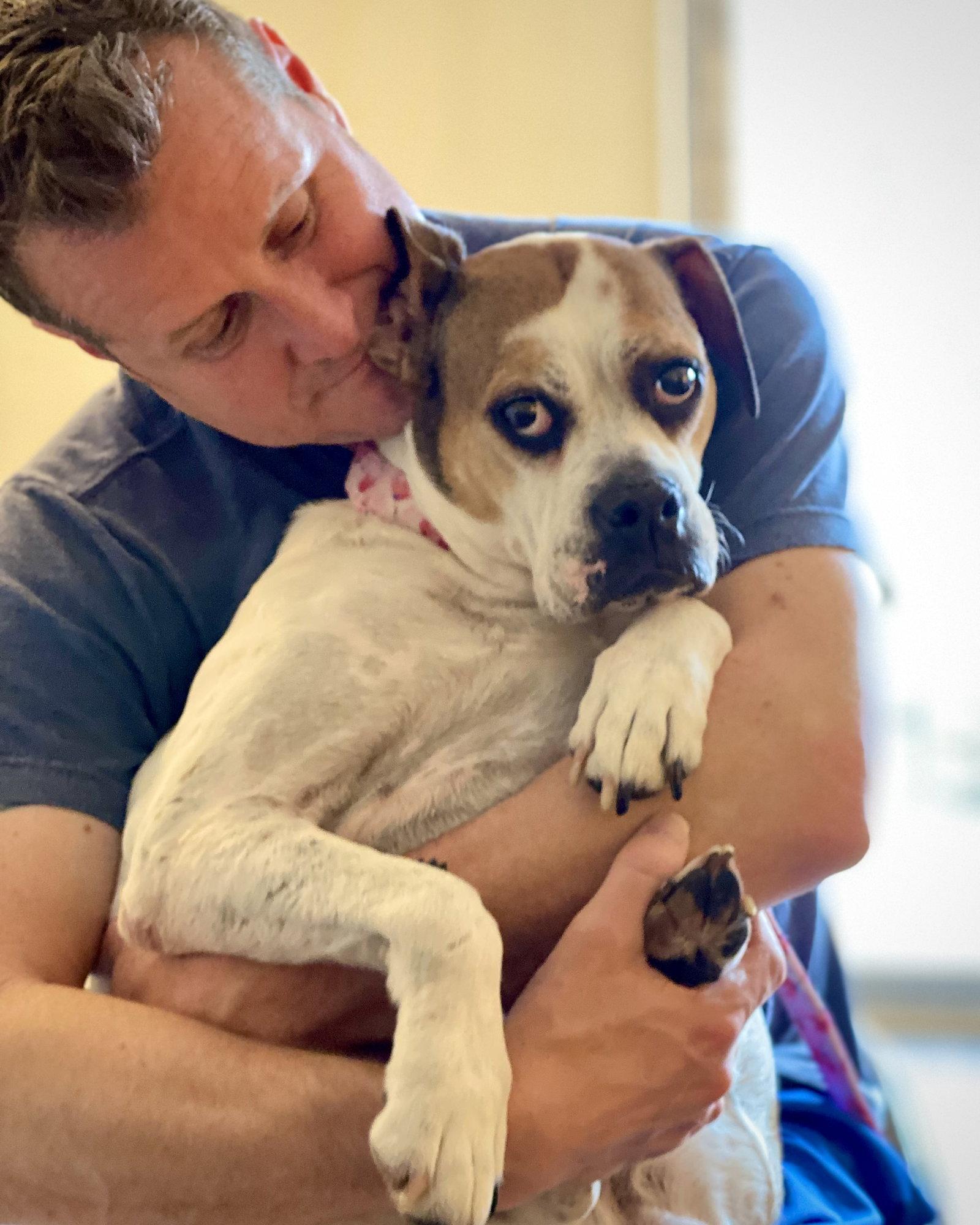 Honeycomb, Adoptable, Adult Female Boxer.