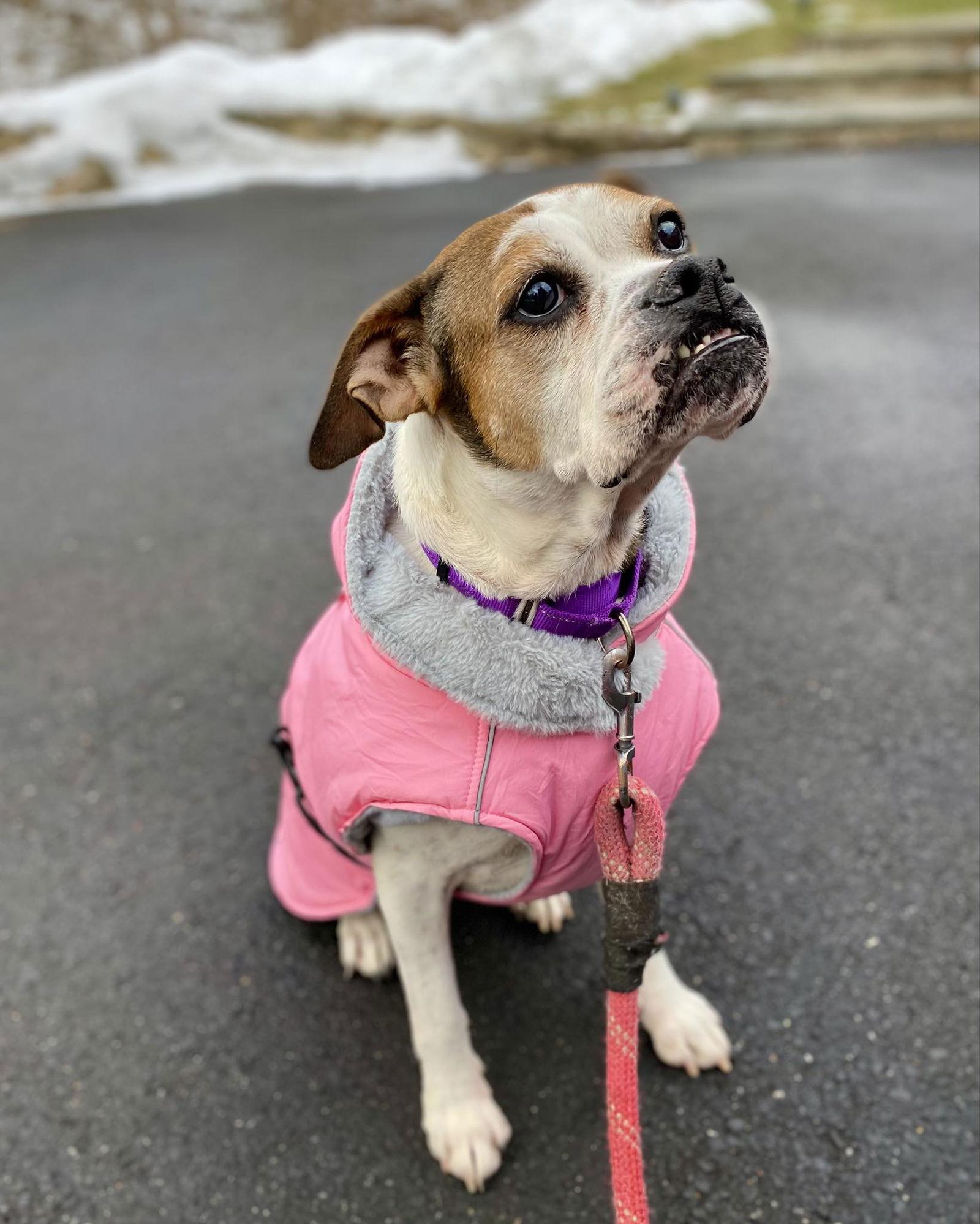 Enlarge Honeycomb, a Adoptable Boxer in Monticello, NY image 2/3