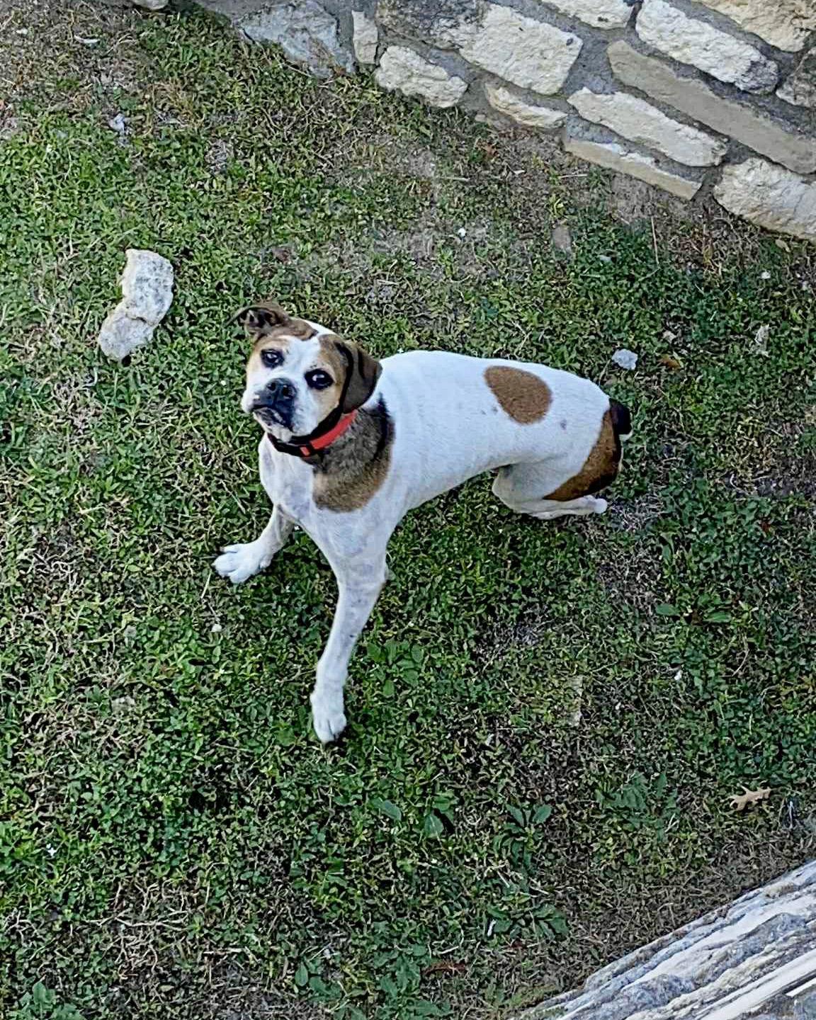 Enlarge Honeycomb, a Adoptable Boxer in Monticello, NY image 2/3