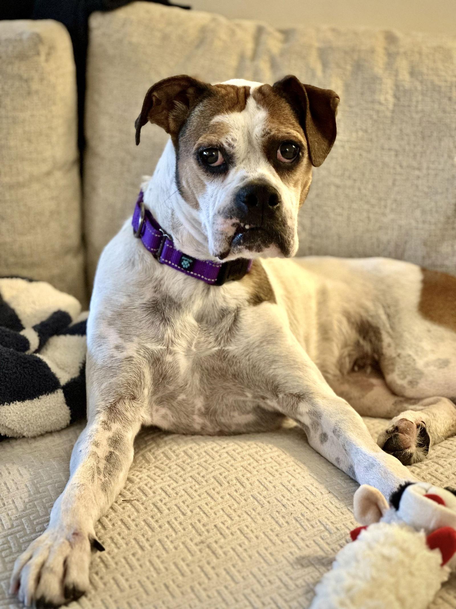 Enlarge Honeycomb, a Adoptable Boxer in Monticello, NY image 3/3