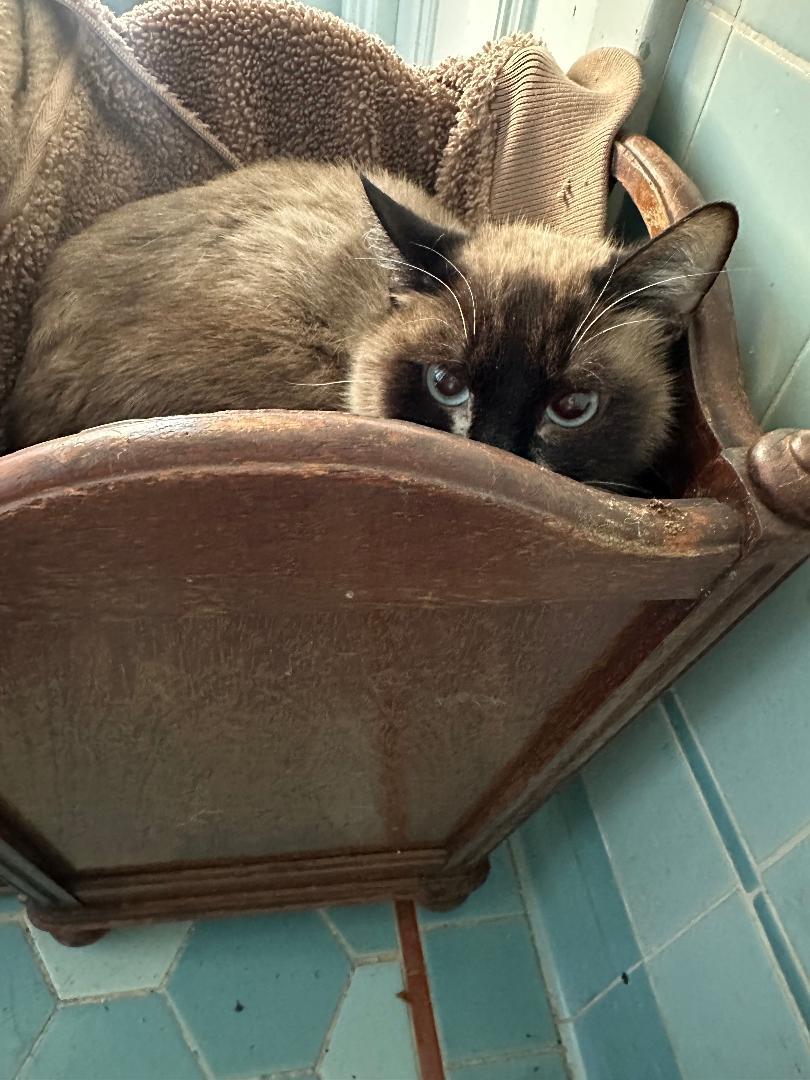 Brianna, Adoptable, Adult Female Siamese.