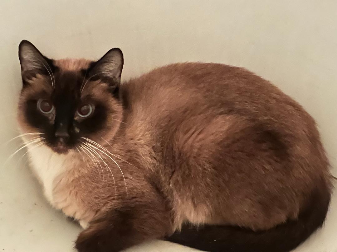 Enlarge Brianna, a Adoptable Siamese in BEVERLY HILLS, CA image 2/3