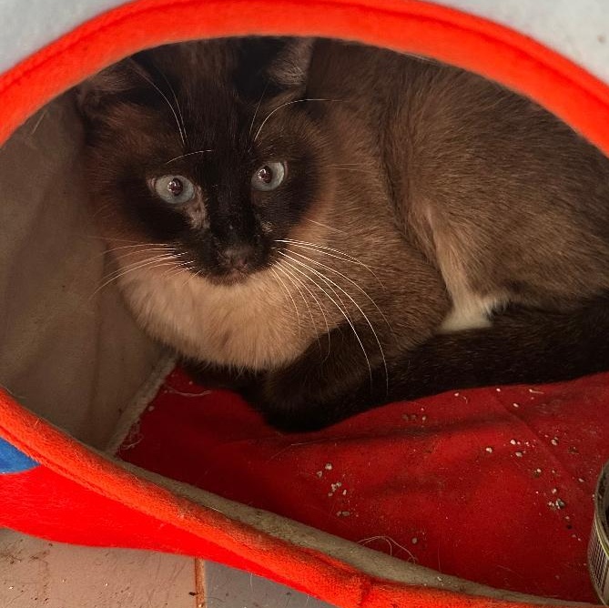 Enlarge Brianna, a Adoptable Siamese in BEVERLY HILLS, CA image 3/3