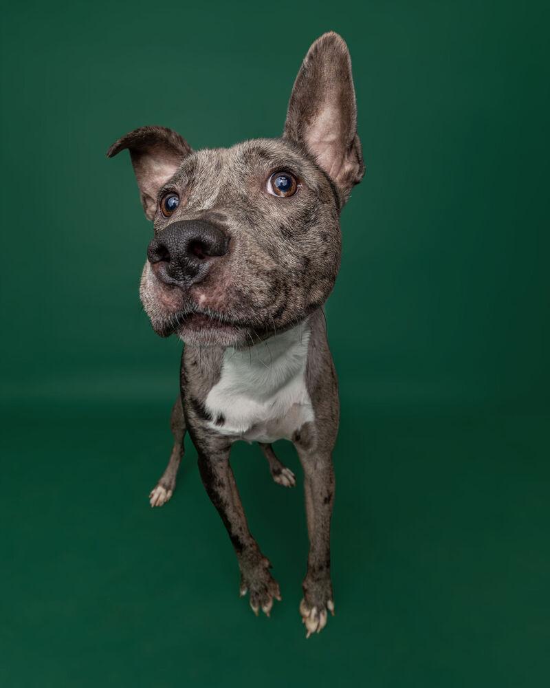 Enlarge Phoenix, a Adoptable mixed breed in Muskegon, MI image 1/6