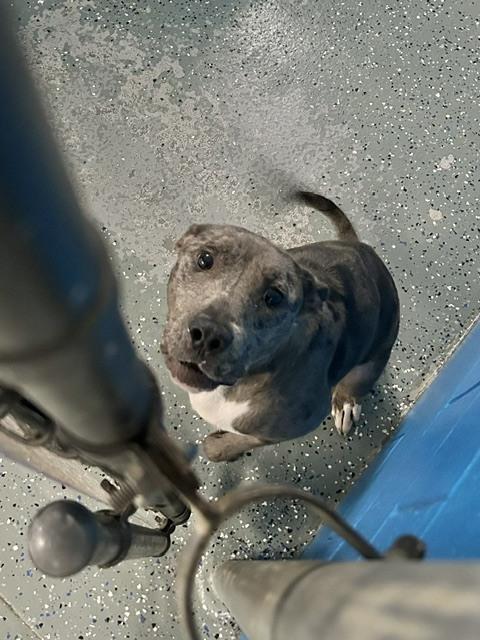 Enlarge Phoenix, a Adoptable mixed breed in Muskegon, MI image 2/6