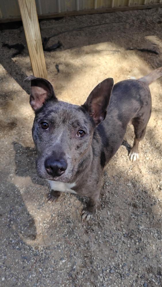 Enlarge Phoenix, a Adoptable mixed breed in Muskegon, MI image 3/6