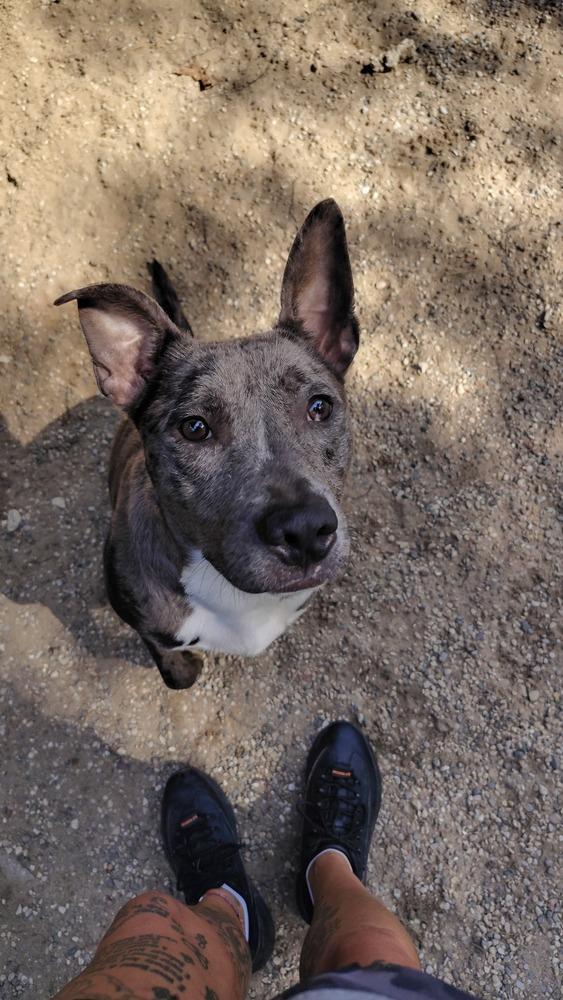 Enlarge Phoenix, a Adoptable mixed breed in Muskegon, MI image 4/6