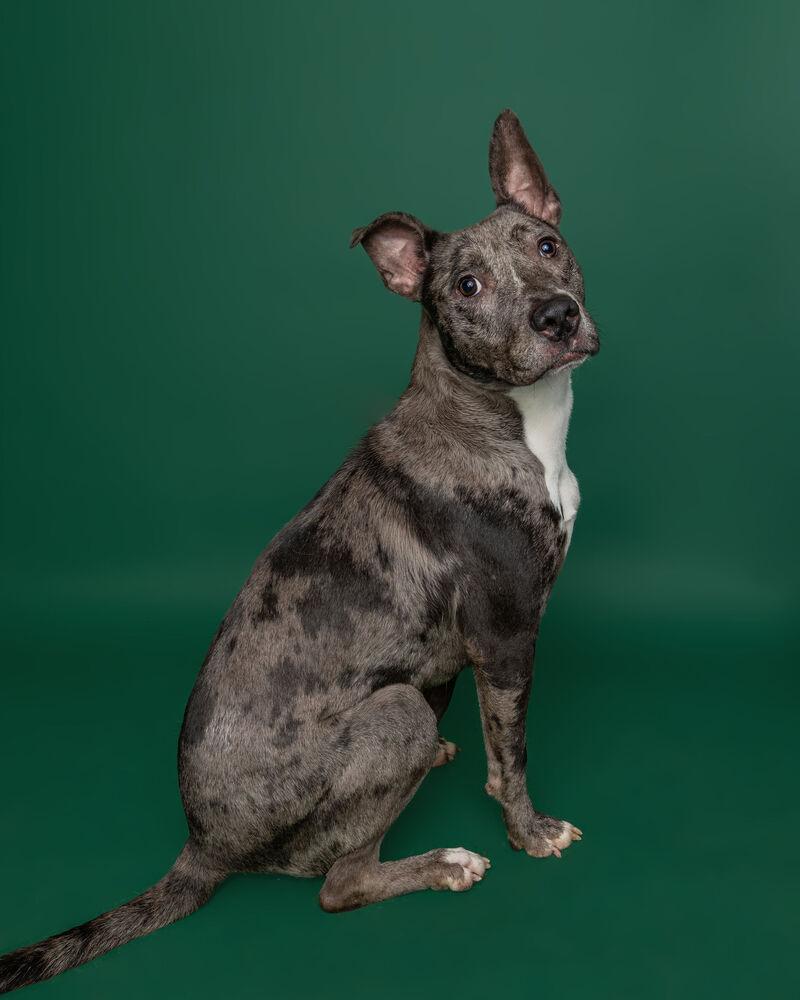 Enlarge Phoenix, a Adoptable mixed breed in Muskegon, MI image 5/6