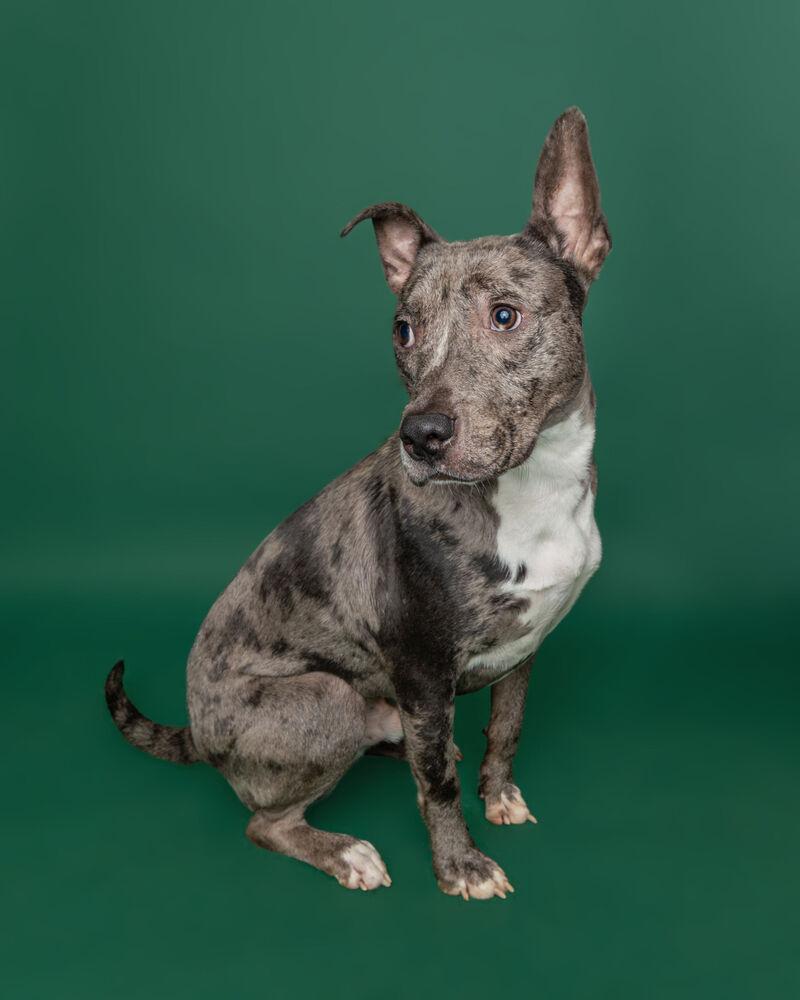 Enlarge Phoenix, a Adoptable mixed breed in Muskegon, MI image 6/6