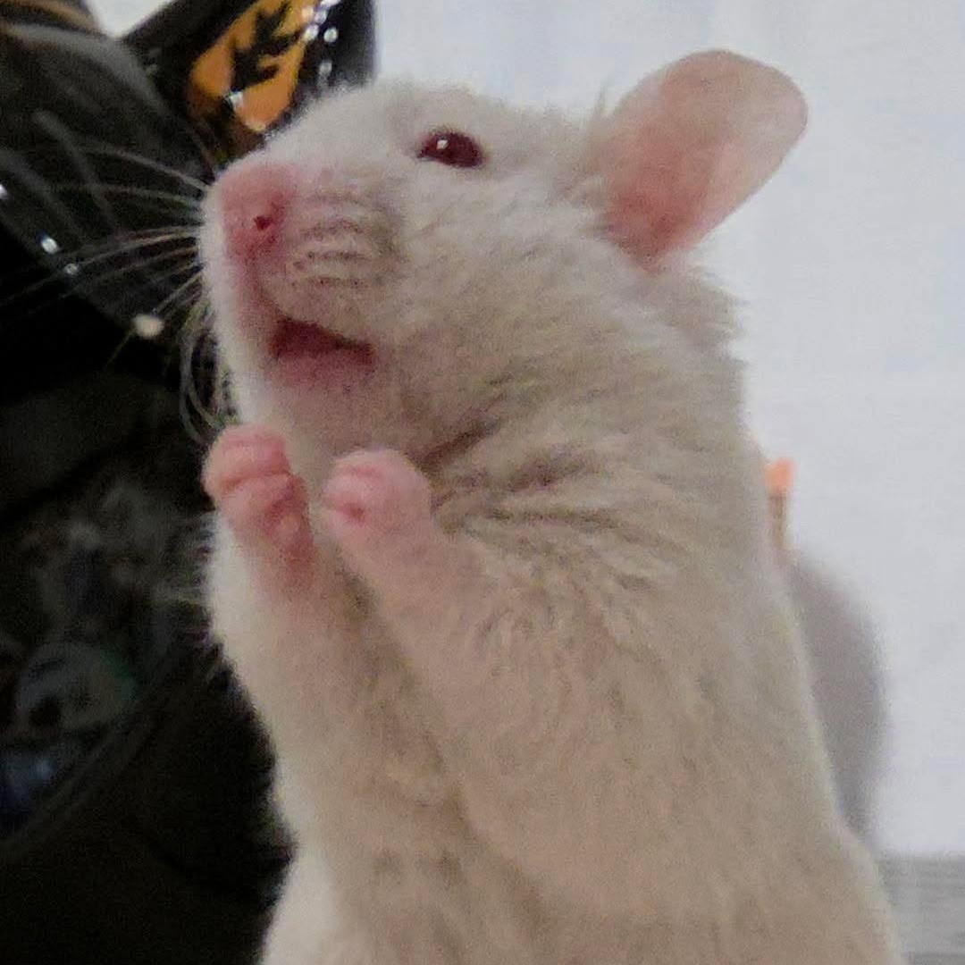 Enlarge Mikey, a ADOPTABLE Hamster in Santa Ana, CA image 1/1