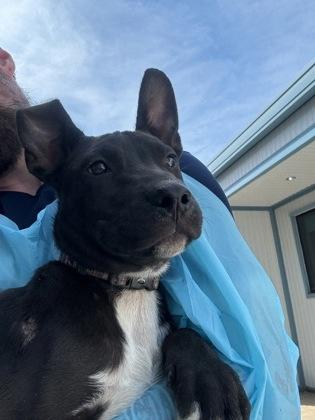 Maverick, Adoptable, Puppy Male Pit Bull Terrier & Mixed Breed.