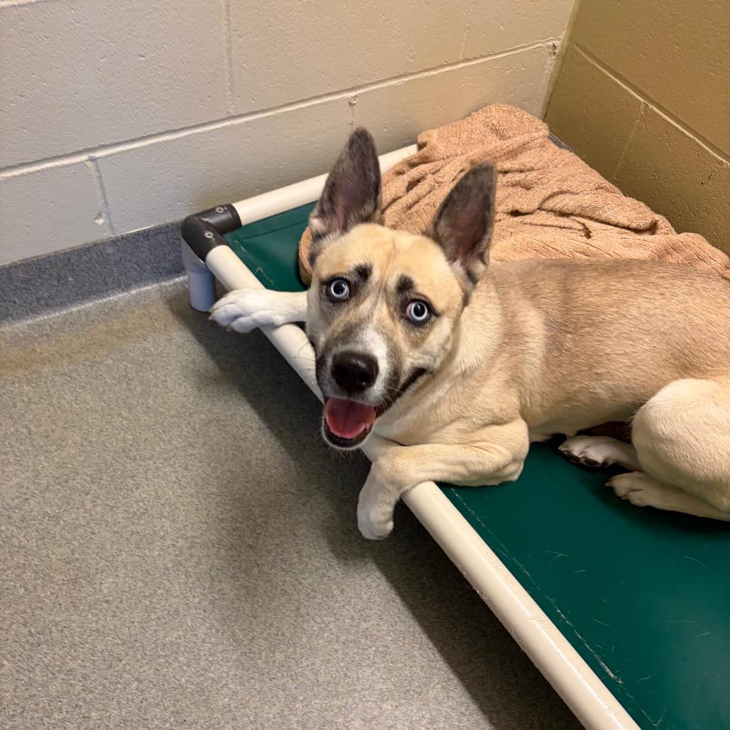 Enlarge London, a Adoptable mixed breed in Concord, NH image 1/5