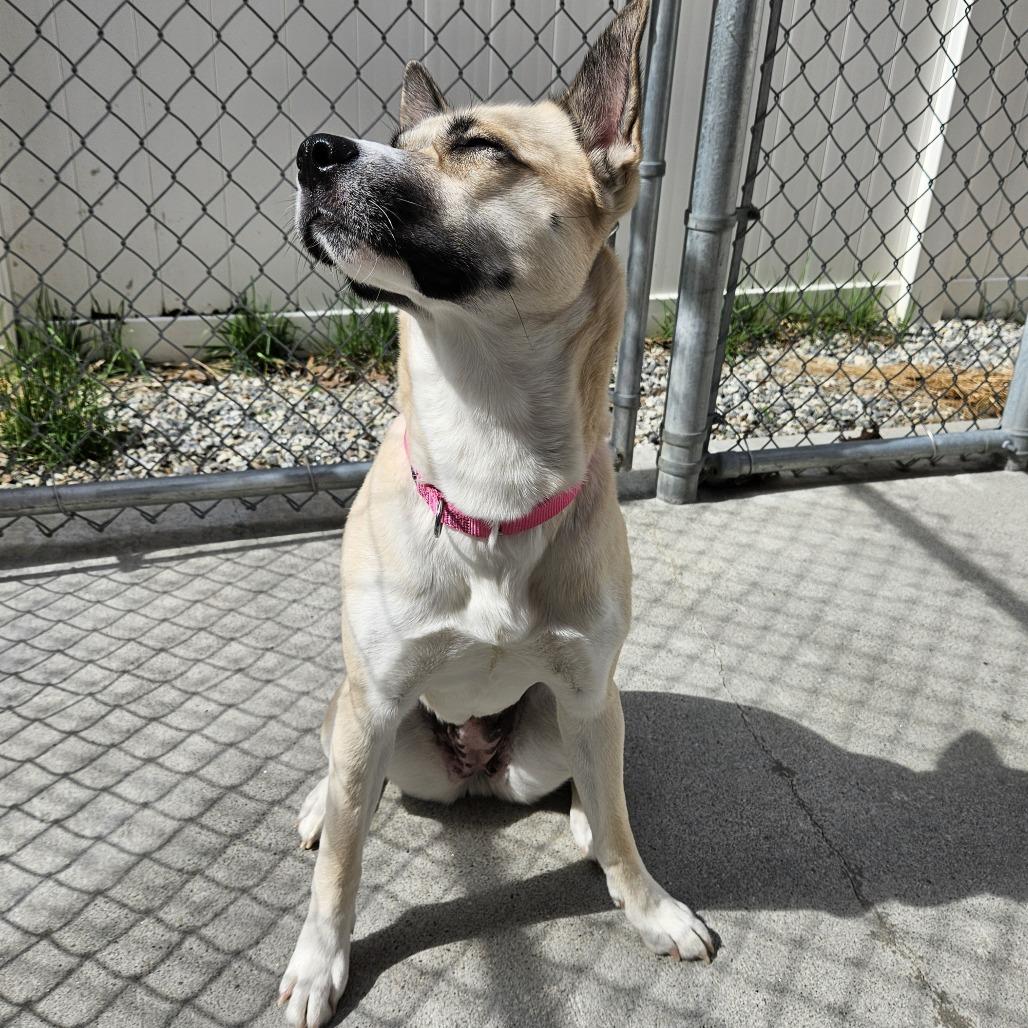 Enlarge London, a Adoptable mixed breed in Concord, NH image 2/5