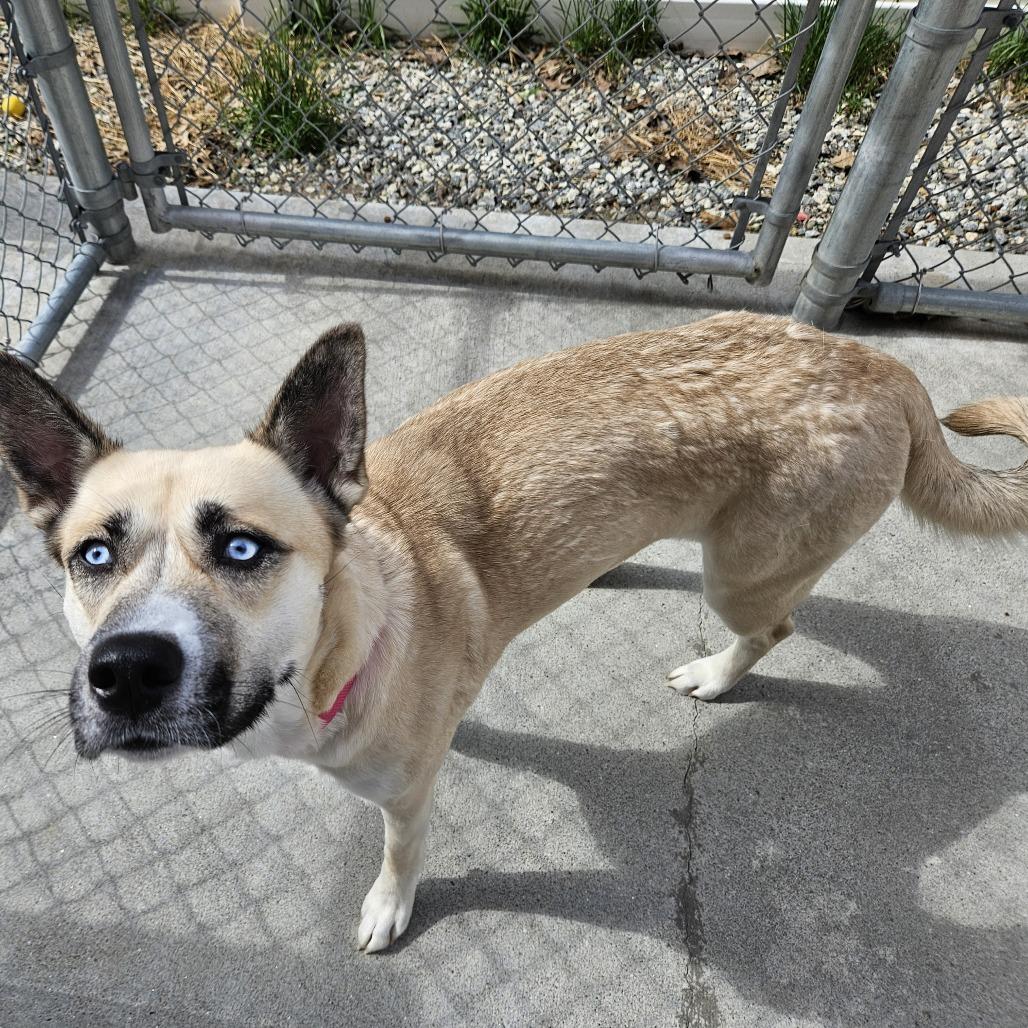 Enlarge London, a Adoptable mixed breed in Concord, NH image 3/5