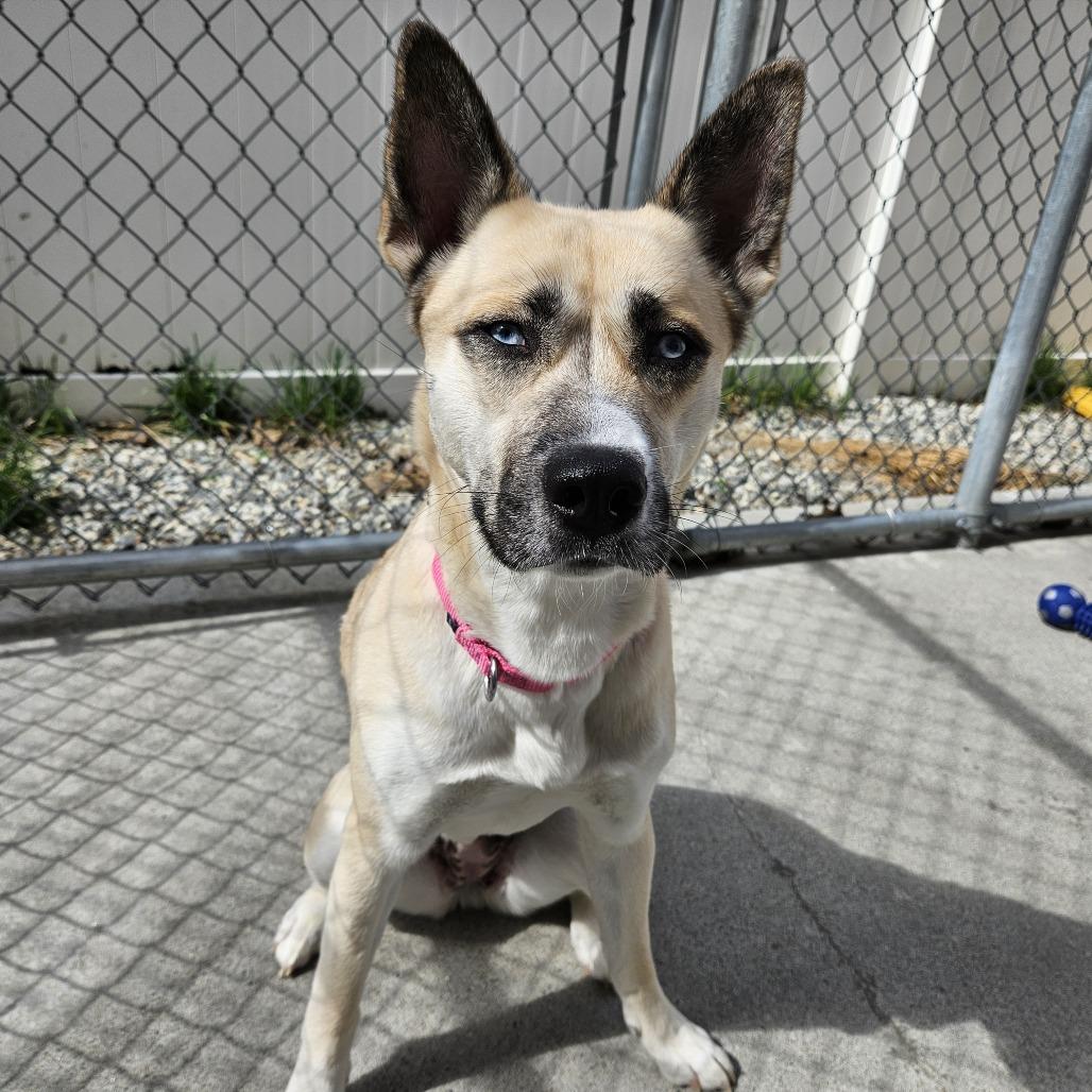 Enlarge London, a Adoptable mixed breed in Concord, NH image 4/5