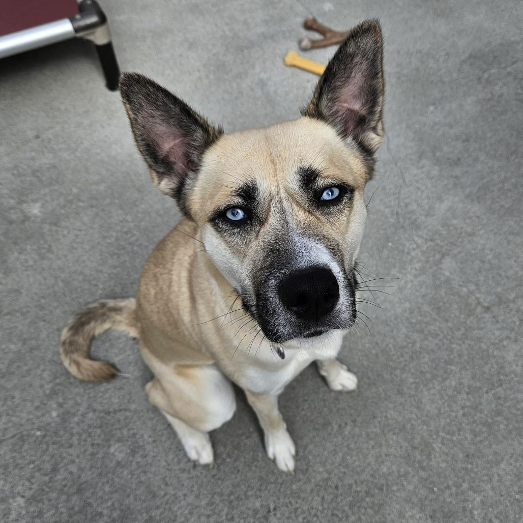 Enlarge London, a Adoptable mixed breed in Concord, NH image 5/5