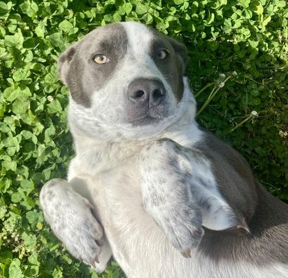 Enlarge Sinclair, a ADOPTABLE Pit Bull Terrier in Glasgow, KY image 1/2