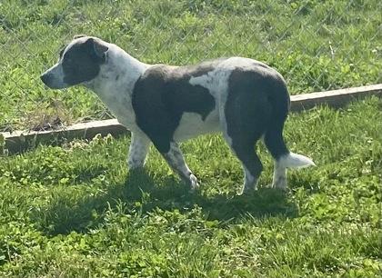 Enlarge Sinclair, a ADOPTABLE Pit Bull Terrier in Glasgow, KY image 2/2