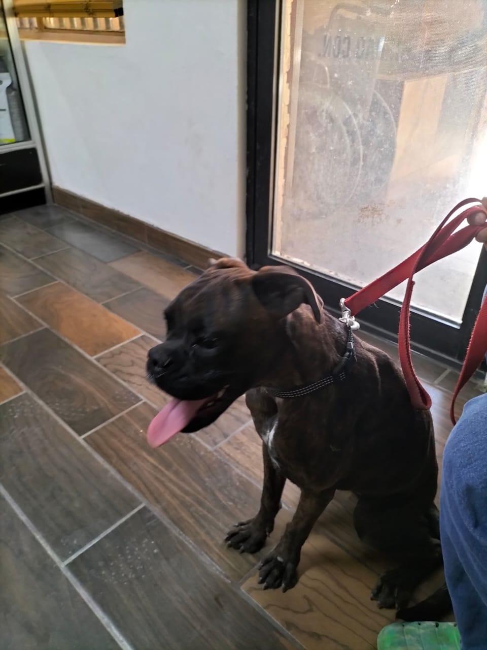 Enlarge Belinda Coming Soon, an adopted Boxer in Middlesex, NJ image 1/1