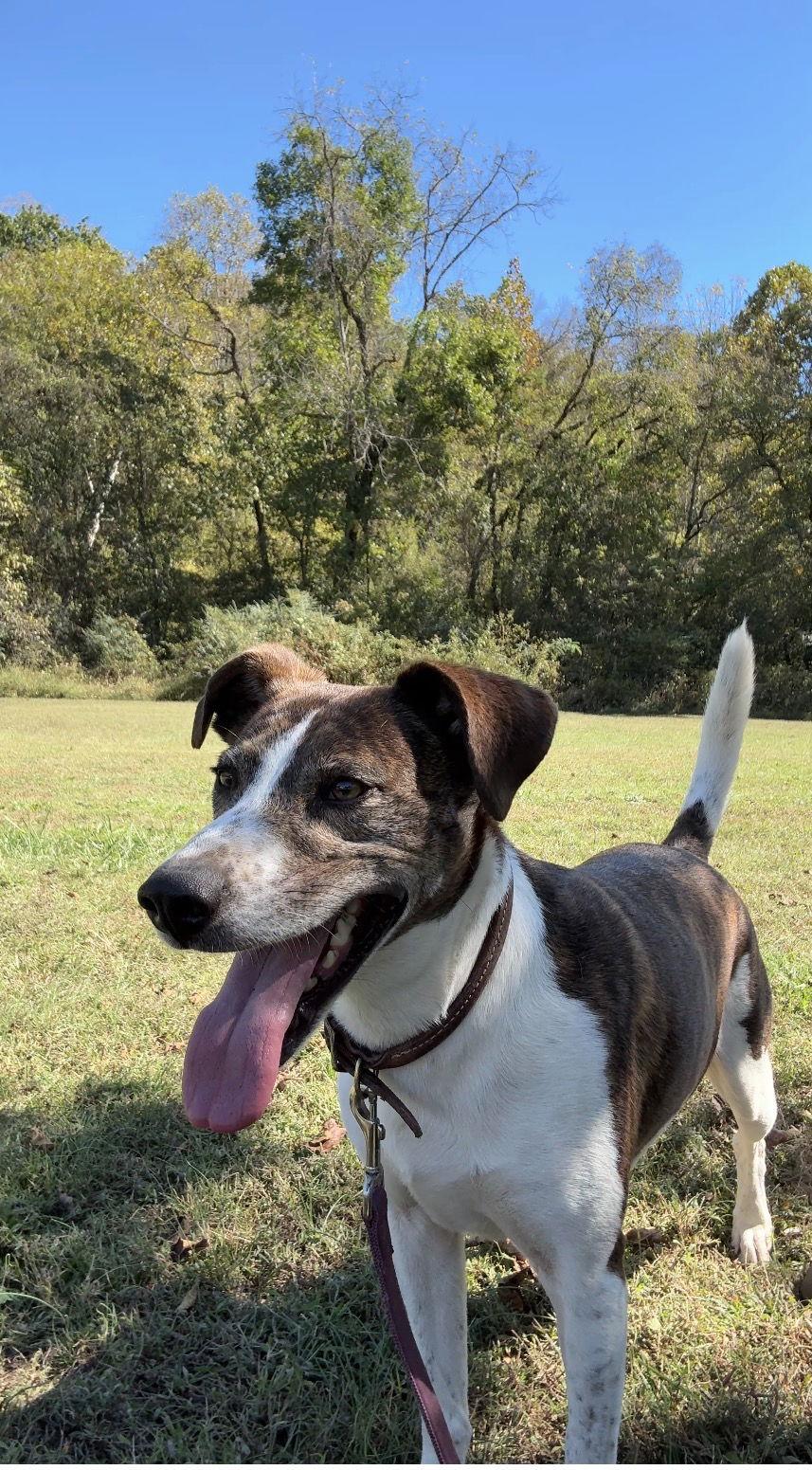 Ollie, Adoptable, Adult Male Cattle Dog.