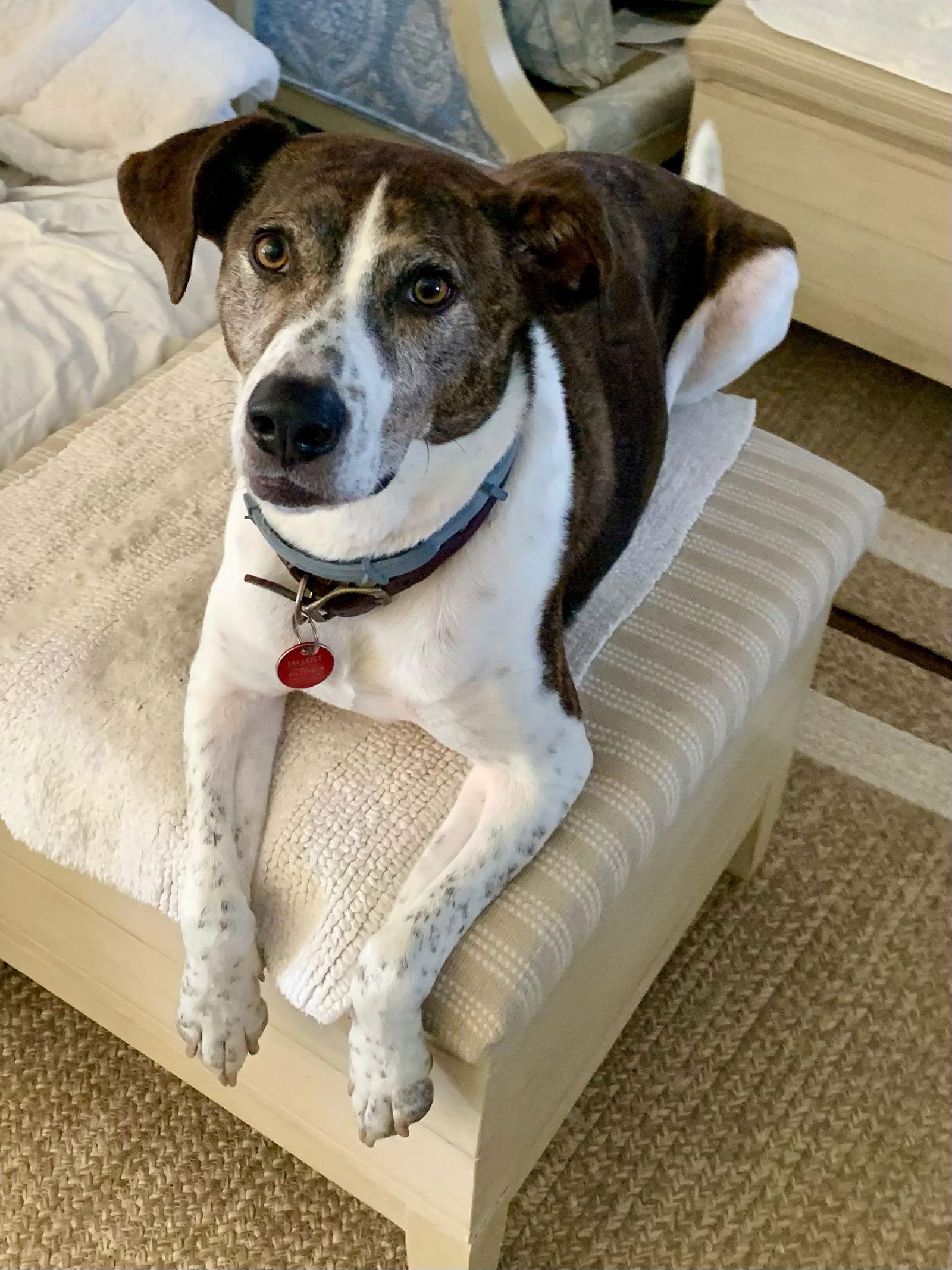 Enlarge Ollie, a Adoptable Cattle Dog in Nashville, TN image 1/3
