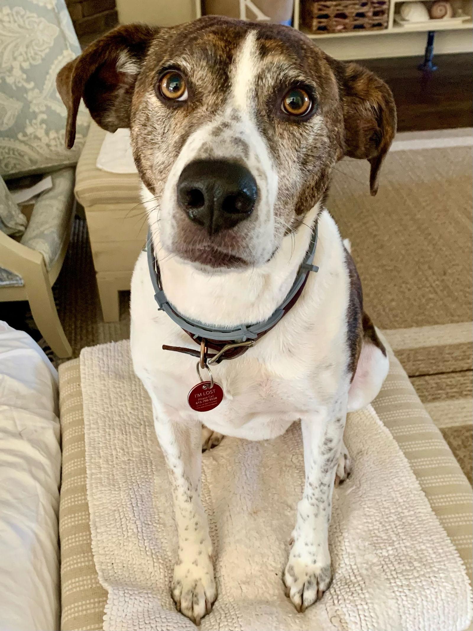 Enlarge Ollie, a Adoptable Cattle Dog in Nashville, TN image 2/3