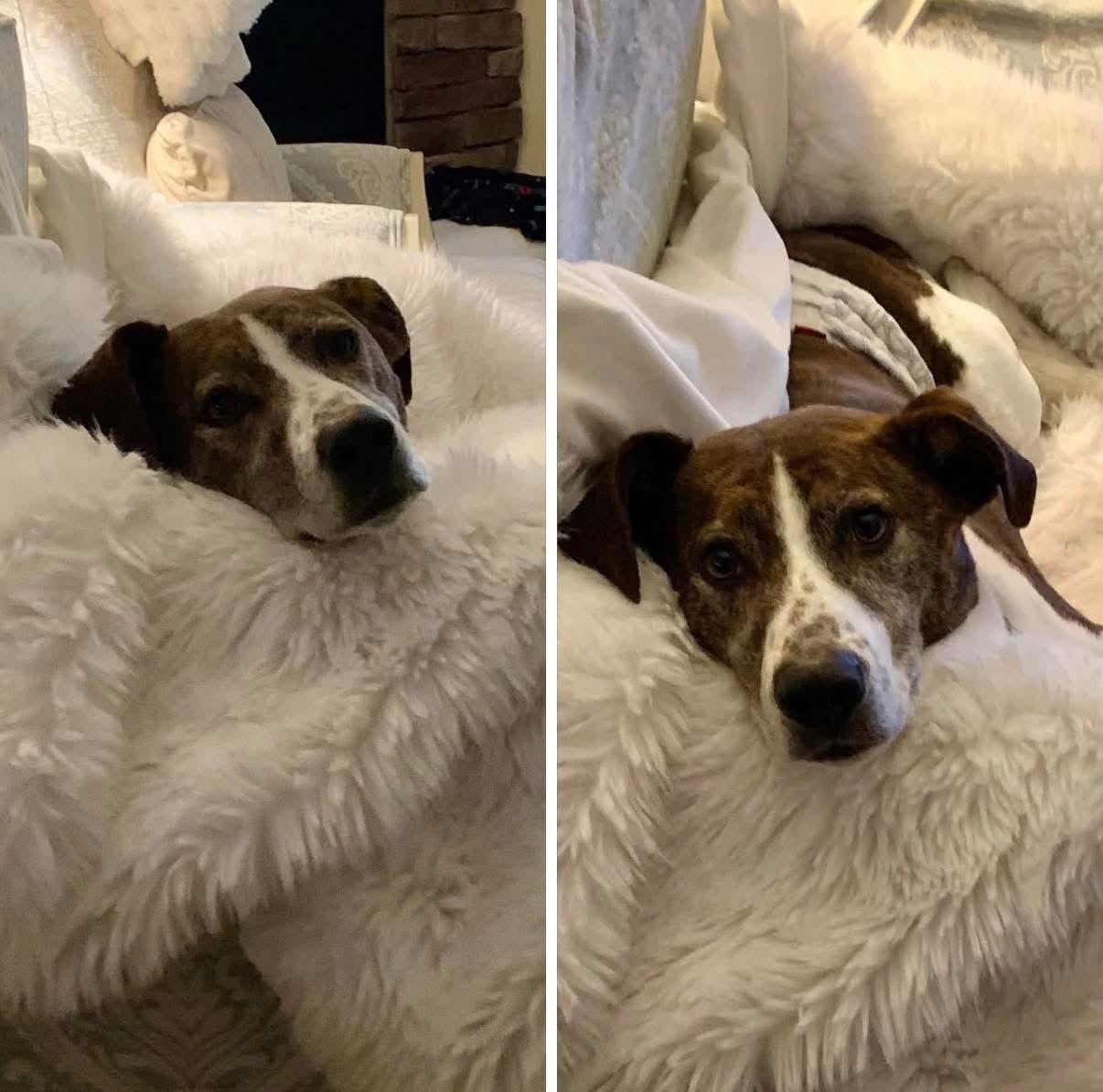 Enlarge Ollie, a Adoptable Cattle Dog in Nashville, TN image 2/3