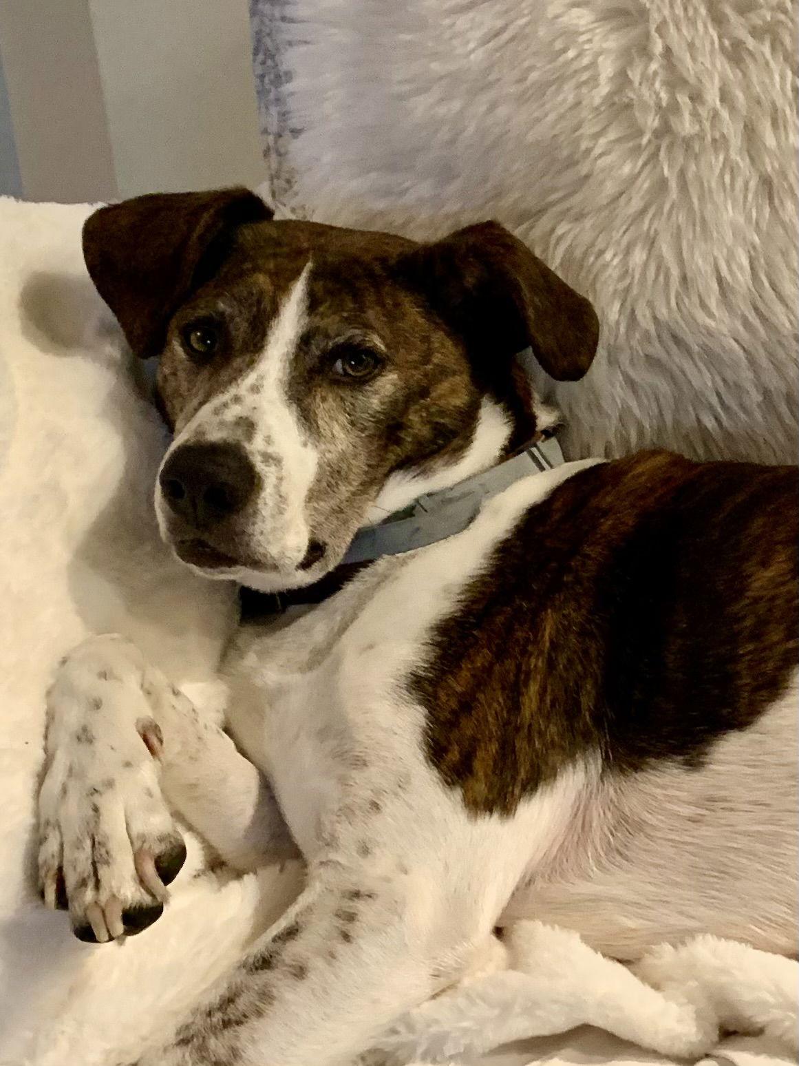 Enlarge Ollie, a Adoptable Cattle Dog in Nashville, TN image 3/3