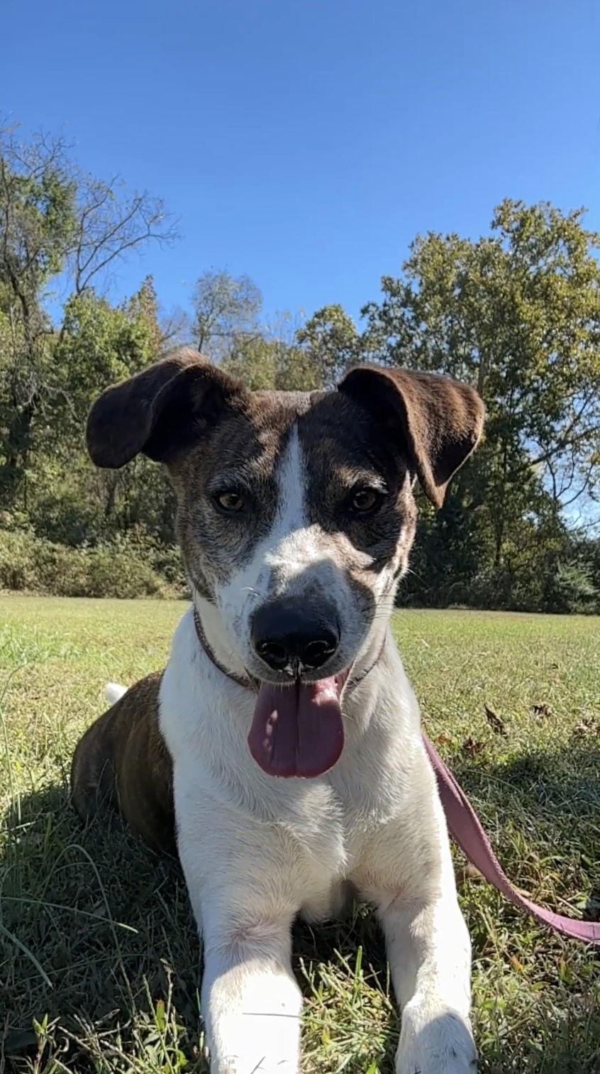 Ollie, a Adoptable Cattle Dog in Nashville, TN image 3/3