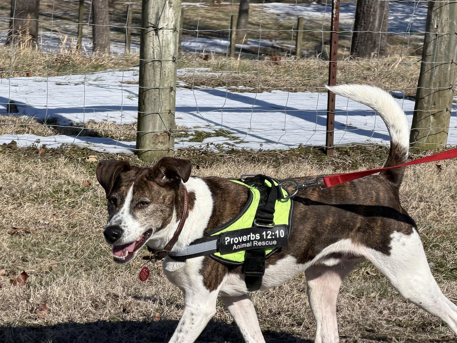 Enlarge Ollie, a Adoptable Cattle Dog in Nashville, TN image 3/3