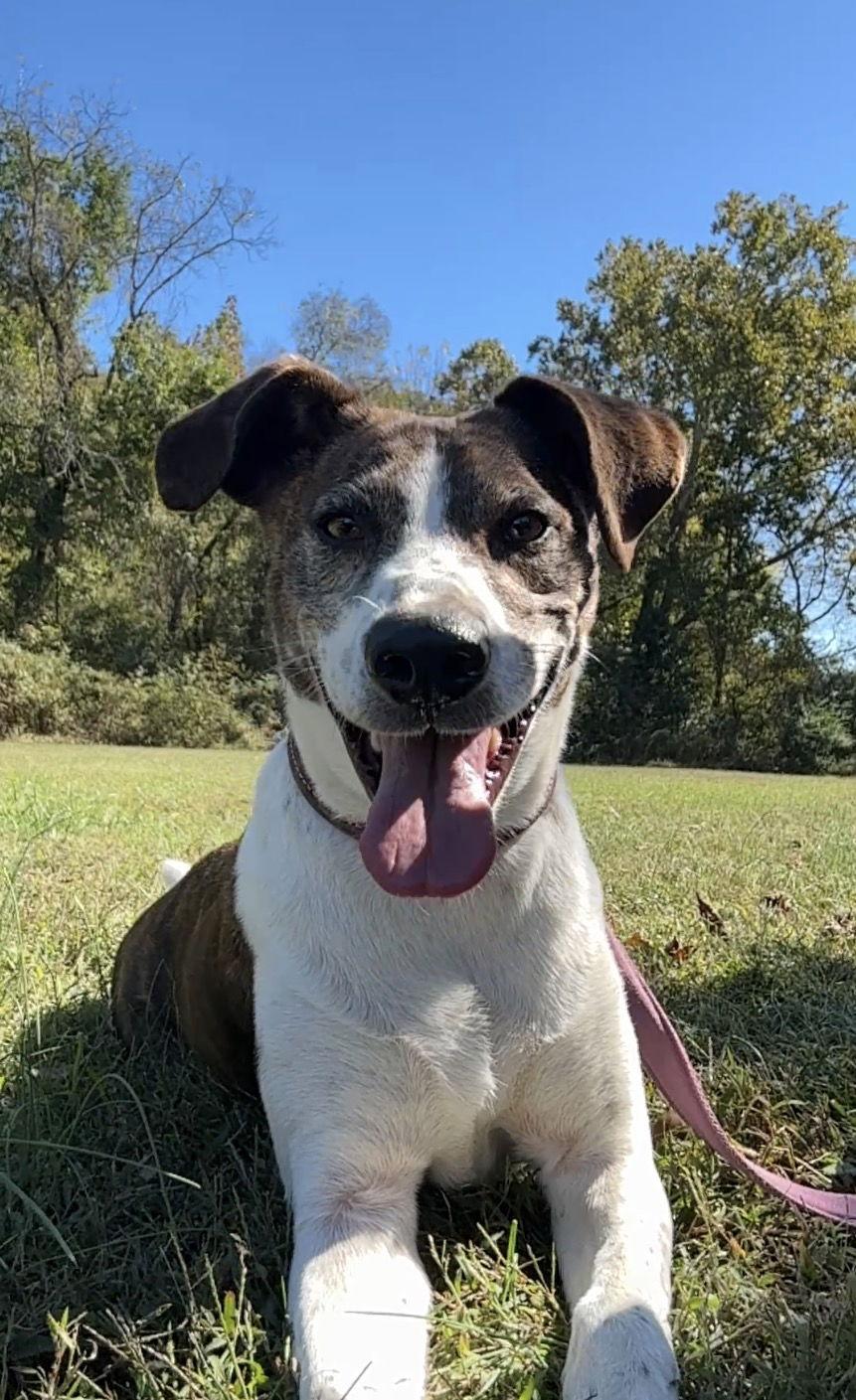 Ollie, Adoptable, Adult Male Cattle Dog.