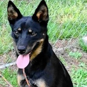 Love, ADOPTABLE, Adult Female Australian Kelpie.