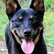 Enlarge Love, a ADOPTABLE mixed breed in Chelmsford, MA image 3/5