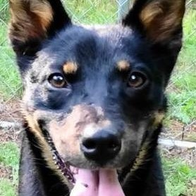 Enlarge Love, a ADOPTABLE mixed breed in Chelmsford, MA image 4/5