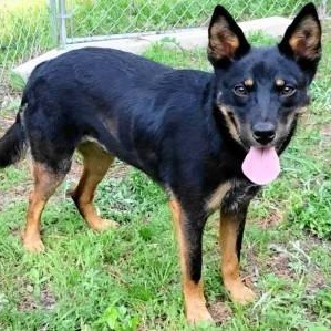 Enlarge Love, a ADOPTABLE mixed breed in Chelmsford, MA image 5/5