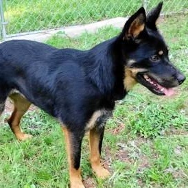 Enlarge Love, a ADOPTABLE mixed breed in Chelmsford, MA image 2/5