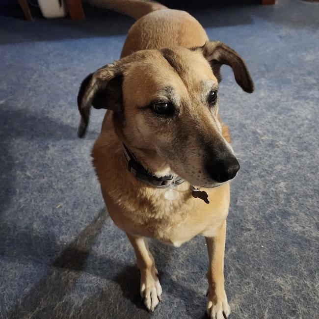 Myra Rey, Adoptable, Senior Female Shepherd.