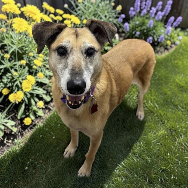 Myra Rey, a Adoptable Shepherd in San Diego, CA image 3/3