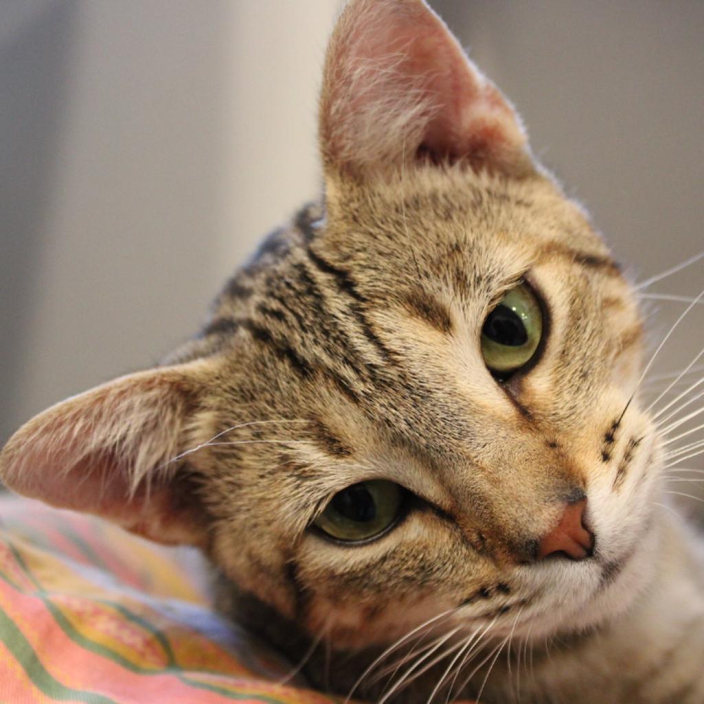 Enlarge Buckeye, a Adoptable American Shorthair in Defiance, OH image 1/6