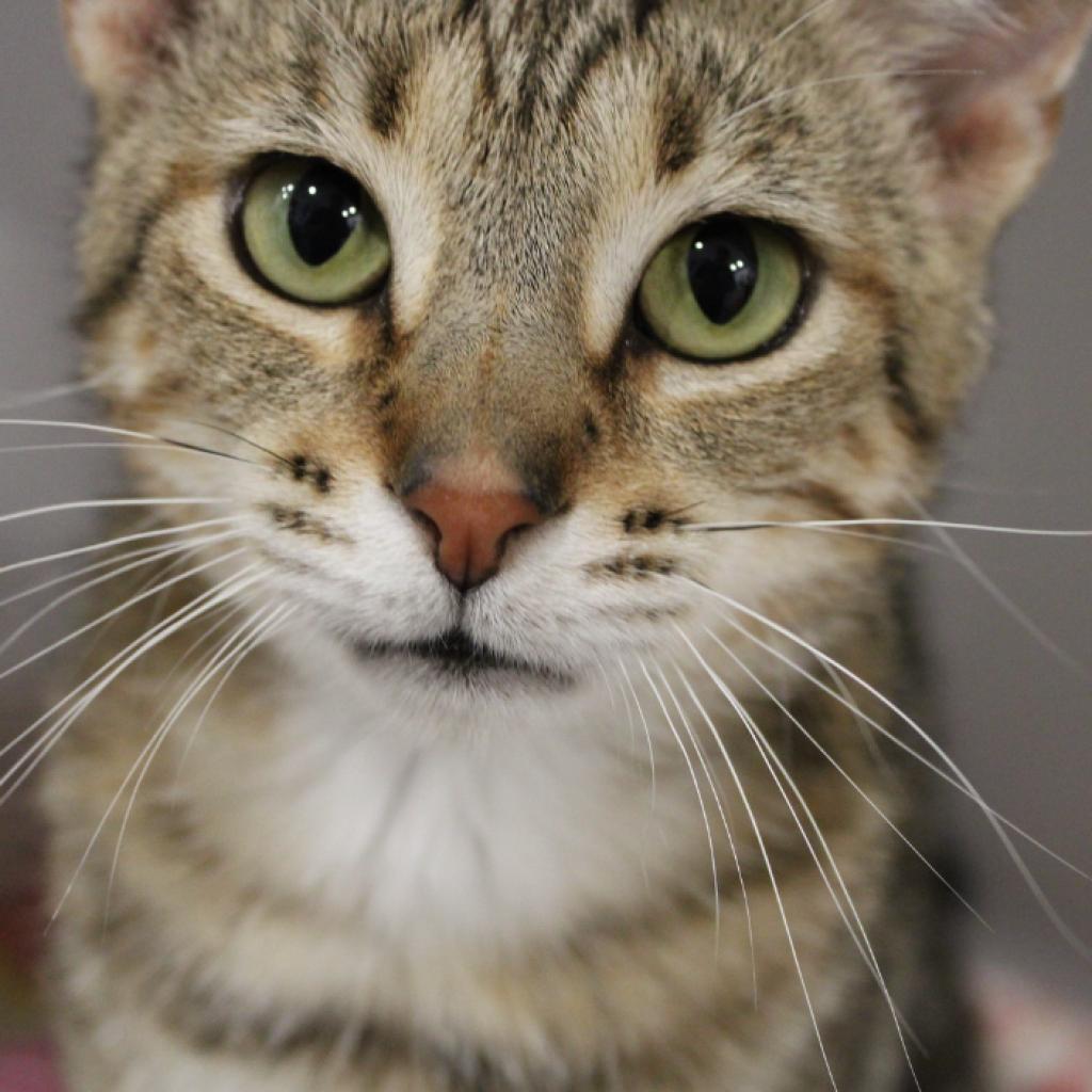 Enlarge Buckeye, a Adoptable American Shorthair in Defiance, OH image 2/6
