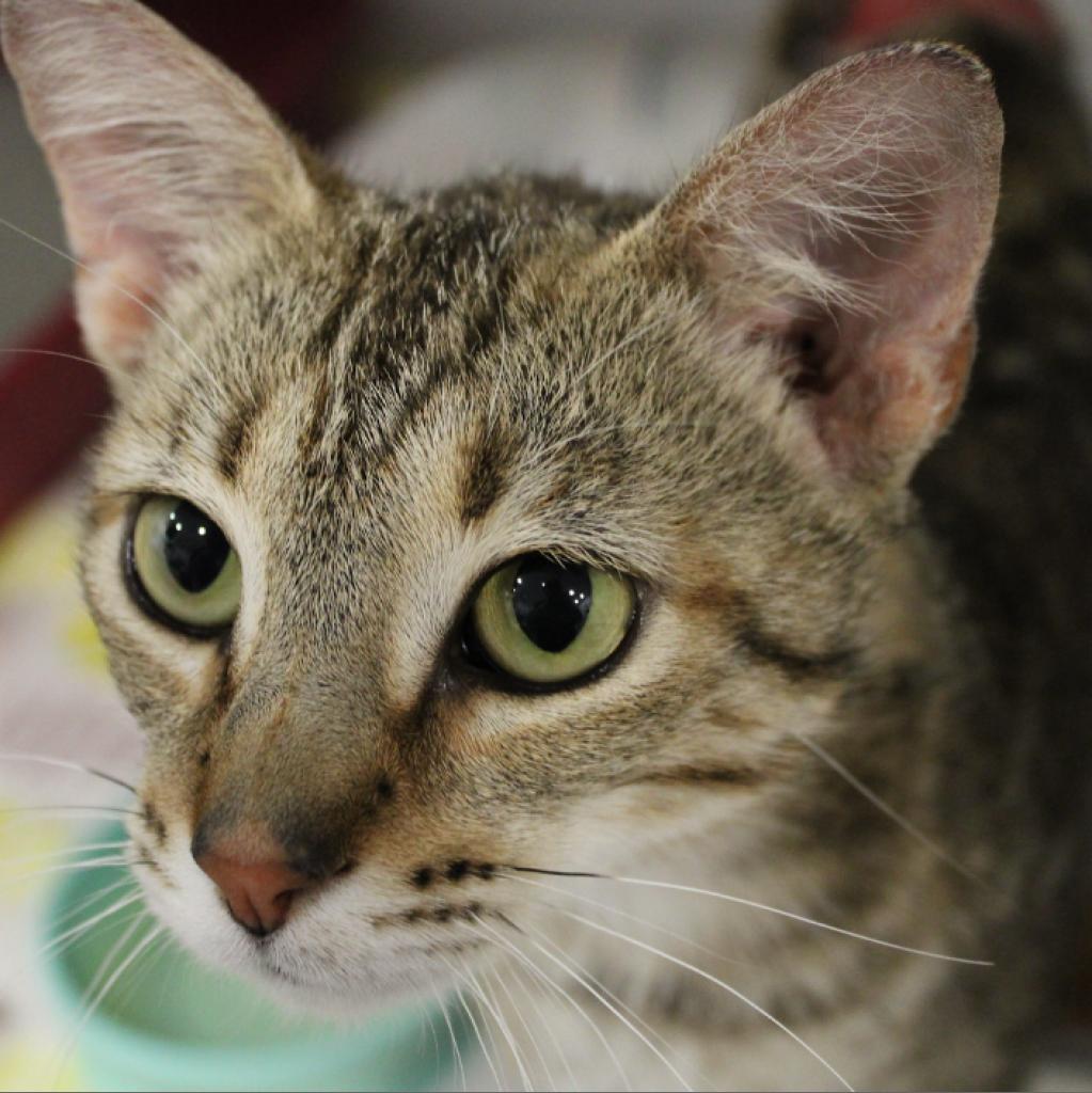 Enlarge Buckeye, a Adoptable American Shorthair in Defiance, OH image 3/6