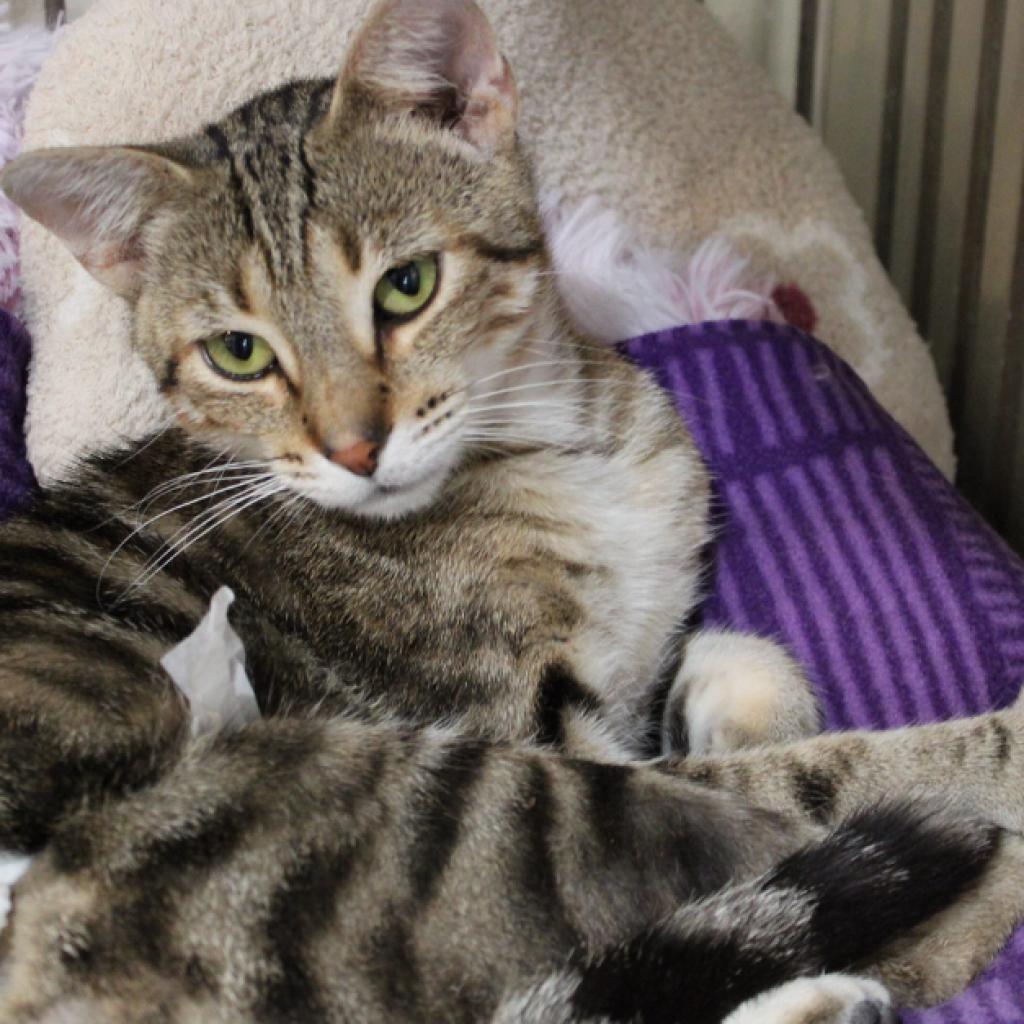 Enlarge Buckeye, a Adoptable American Shorthair in Defiance, OH image 5/6