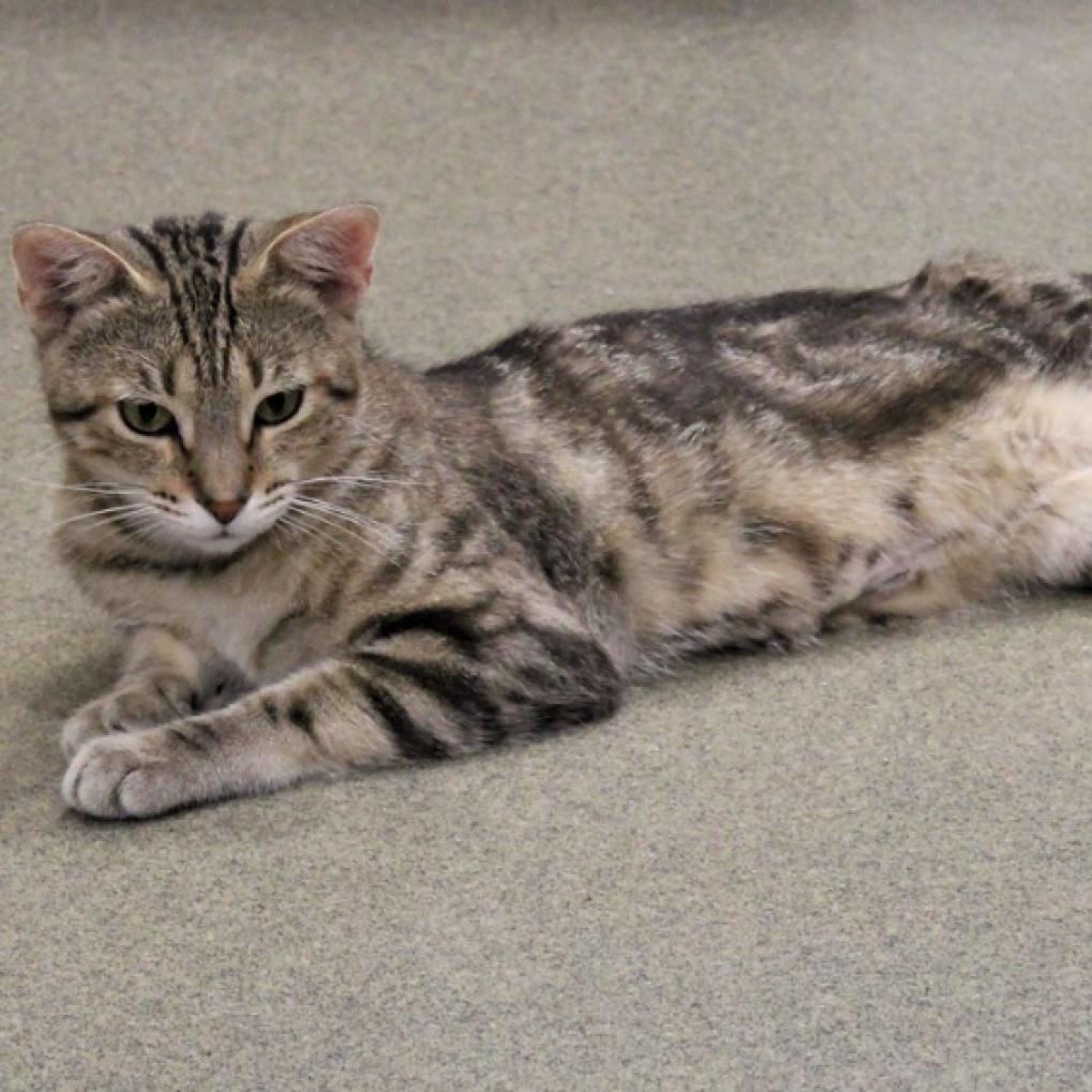 Enlarge Buckeye, a Adoptable American Shorthair in Defiance, OH image 6/6