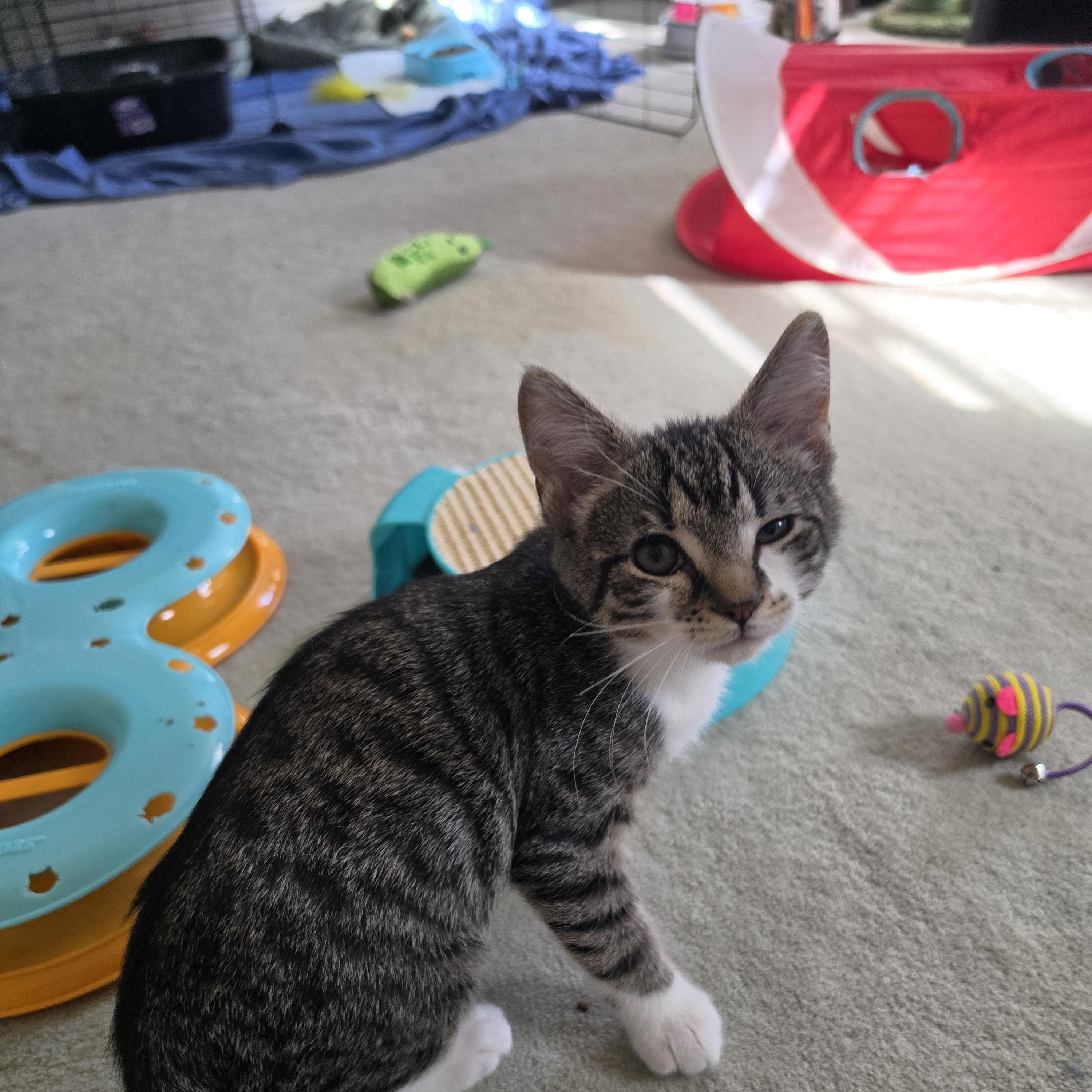 Sugar Puff and Sweet Pea, Adoptable, Kitten Male Domestic Short Hair.