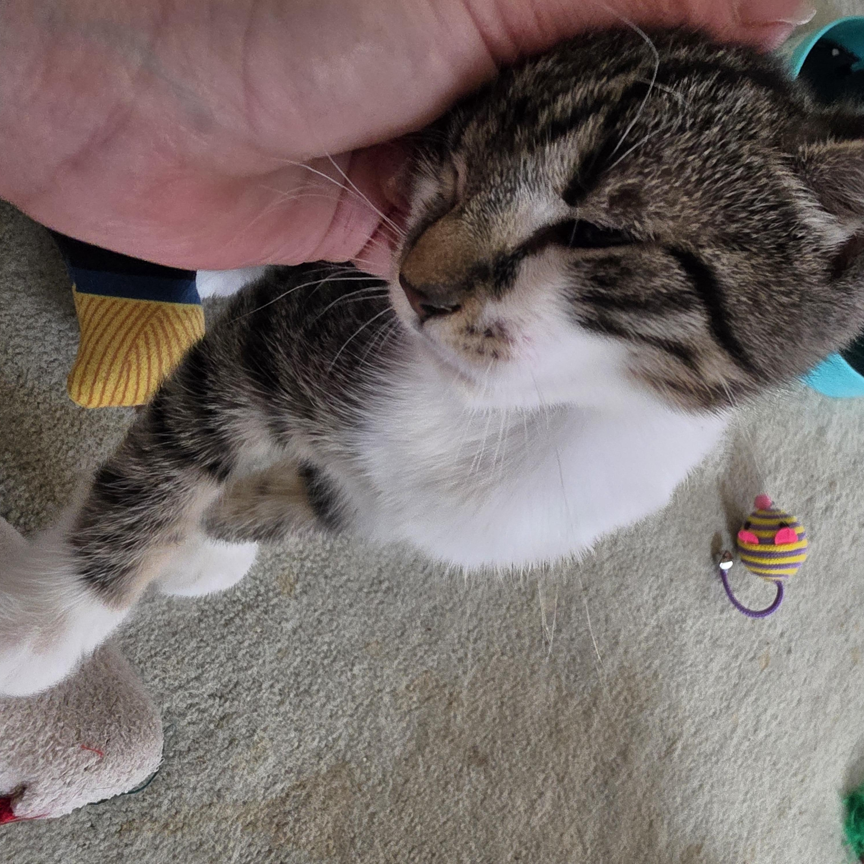 Enlarge Sugar Puff and Sweet Pea, a Adoptable Domestic Short Hair in Freemansburg, PA image 2/6