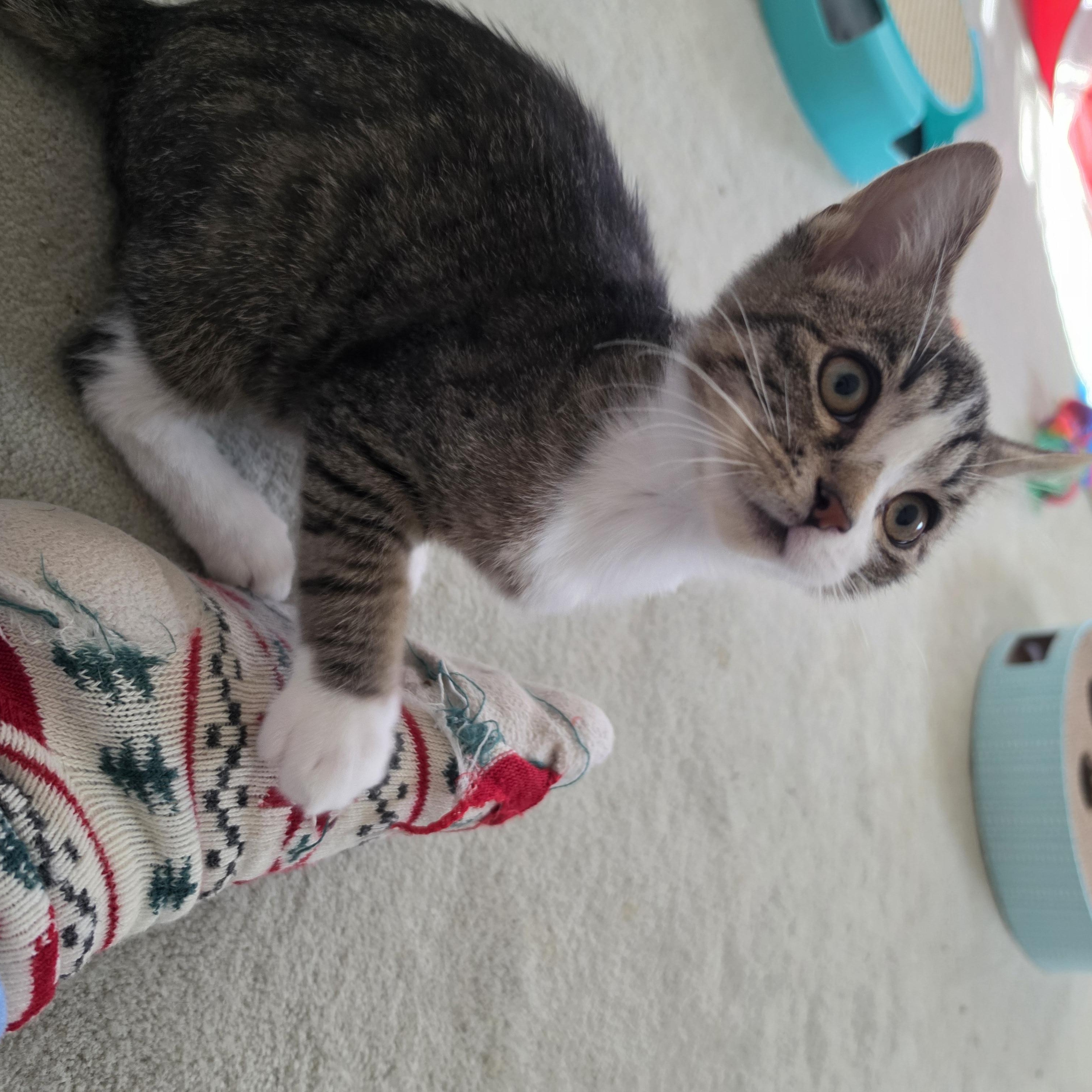 Enlarge Sugar Puff and Sweet Pea, a Adoptable Domestic Short Hair in Freemansburg, PA image 3/6