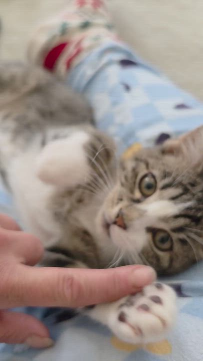 Enlarge Sugar Puff and Sweet Pea, a Adoptable Domestic Short Hair in Freemansburg, PA video 5/6